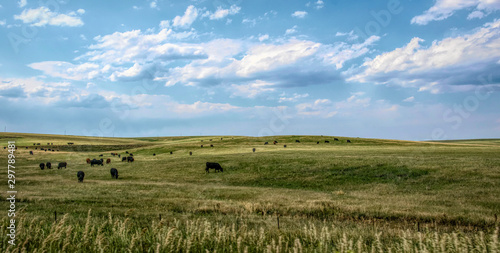 Rural landscape in Colorado, USA. Fields and grazing herds of cows