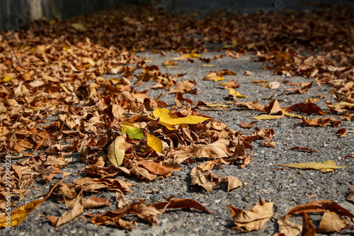 Yellow leaves on asphalt ground 