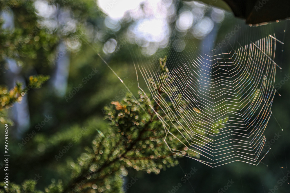 spider web in the corner, in front of green background 