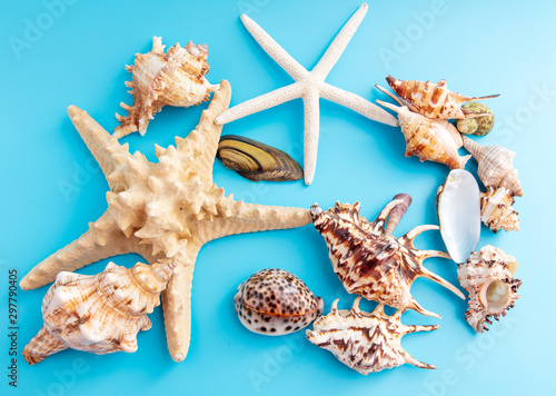 Sea shells and mollusks on a blue background