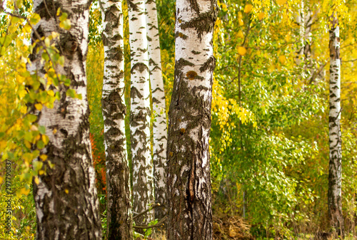 Fototapeta Naklejka Na Ścianę i Meble -  Birch in yellow colors in the fall