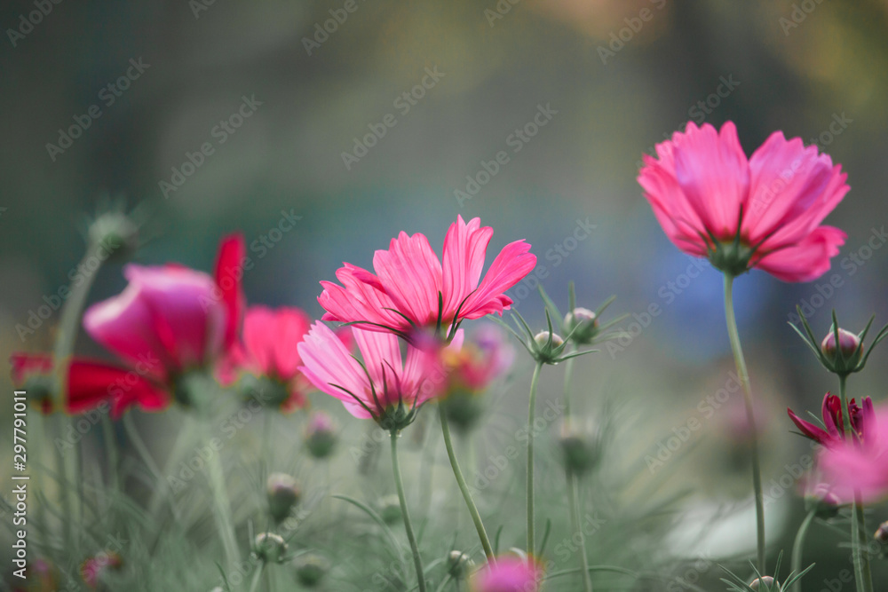 Cosmos flowers Cosmos flowers