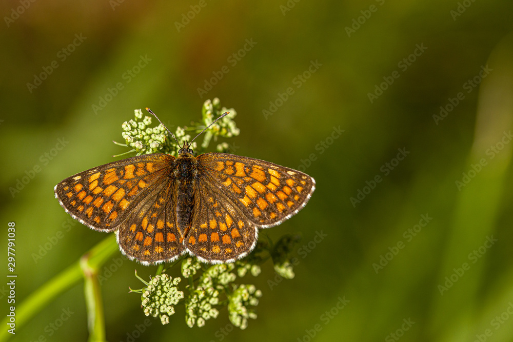 Obraz premium Nature