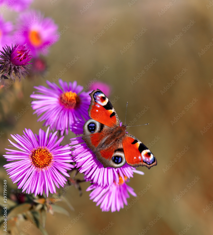 Butterfly on pink flowers with a purple tint Butterfly on pink flowers with a purple tint