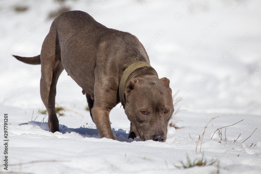 Dog in the snow in winter Dog in the snow in winter