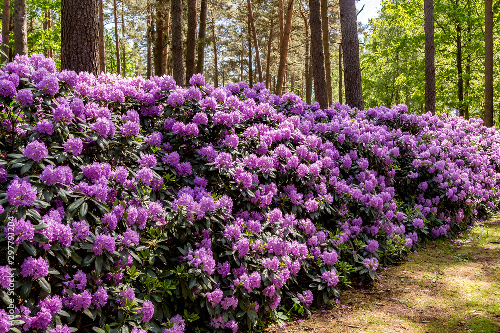 Rhododendron Rhododendron