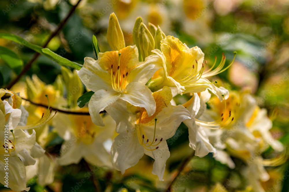 Fototapeta premium yellow Rhododendron in the garden