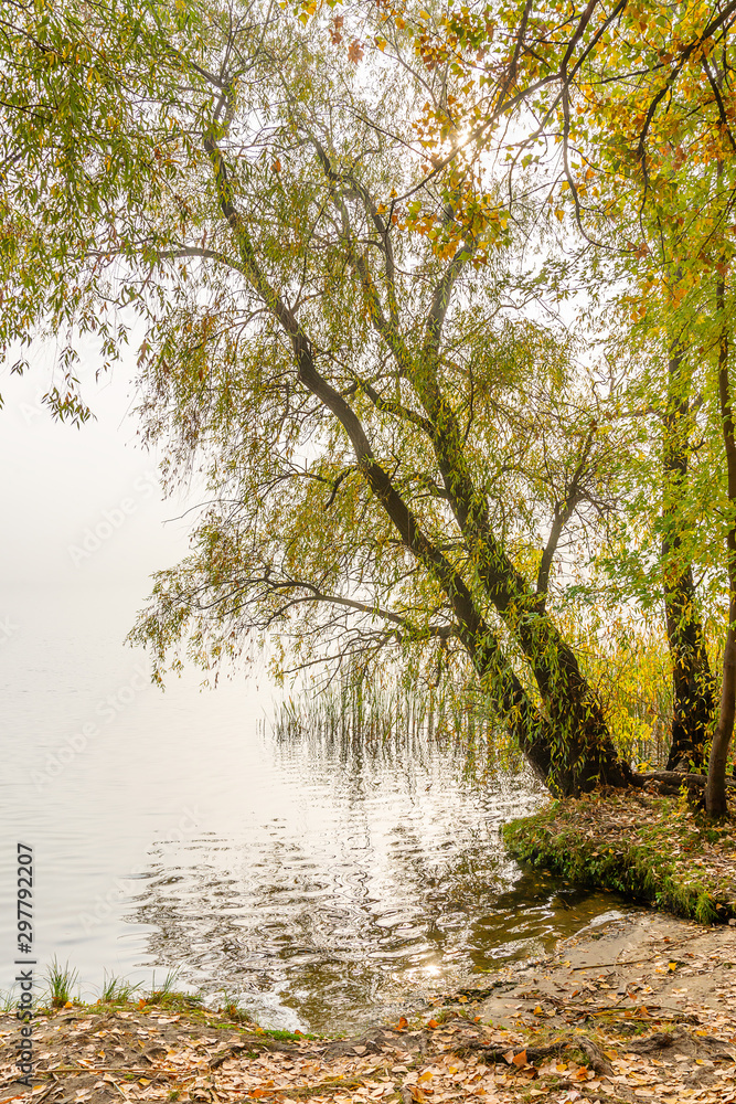 Obraz premium Backlit willow tree over the Dniper river, in autumn, in the Obolon district of Kiev, Ukraine. A gray pigeon rests on a branch