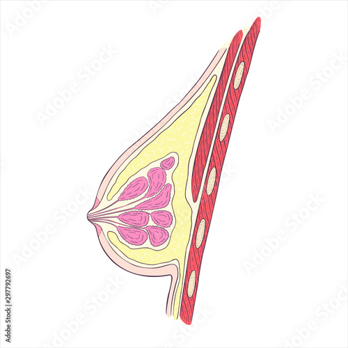 mammary gland schematic