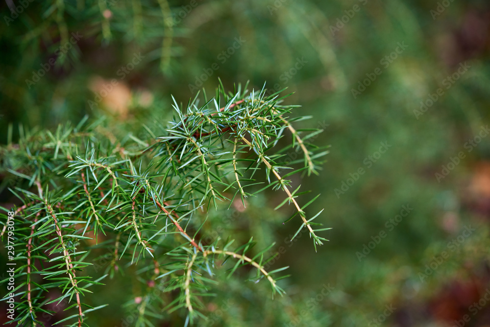 Twig of green juniper Twig of green juniper