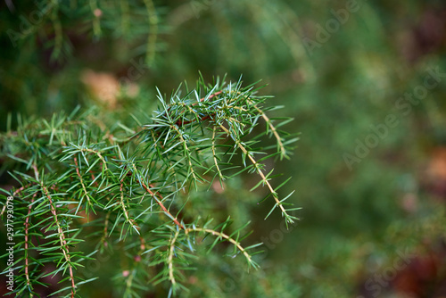 Twig of green juniper