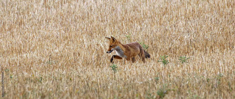 Fototapeta premium renard roux
