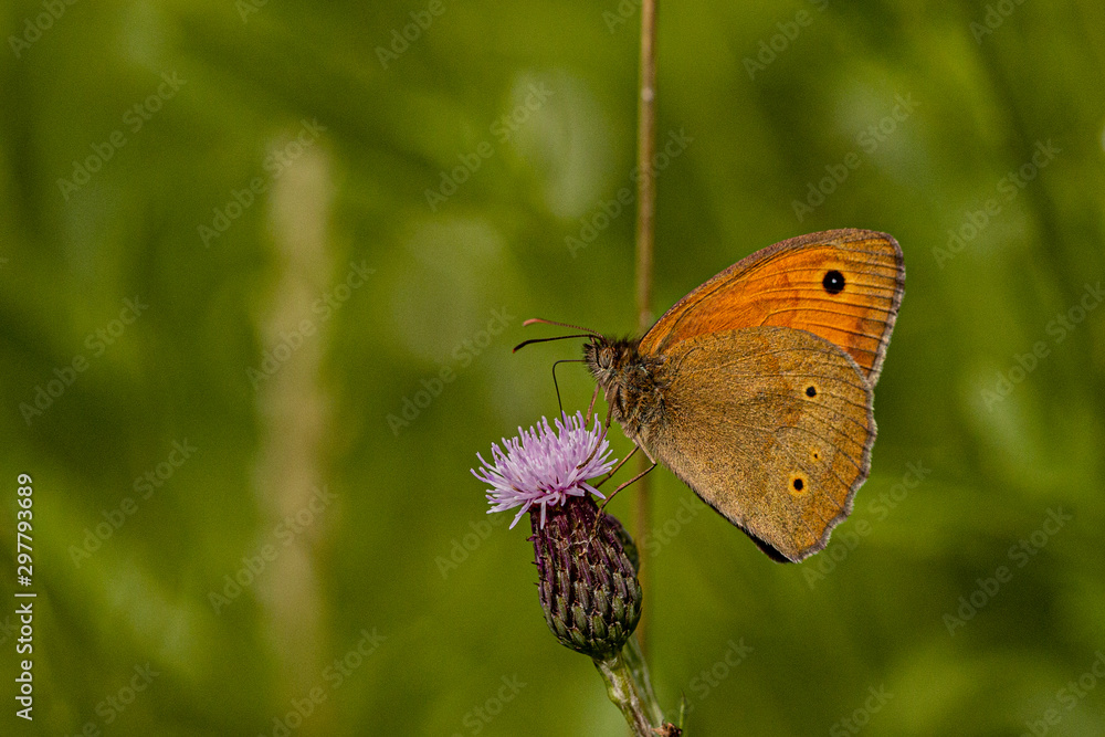 Fototapeta premium Nature
