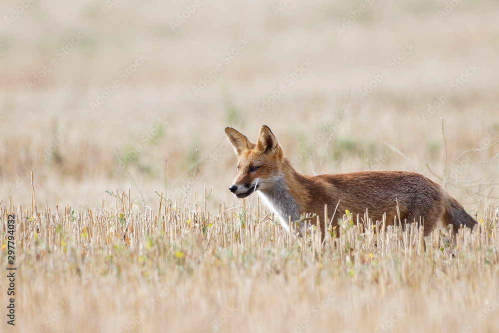 renard roux renard roux