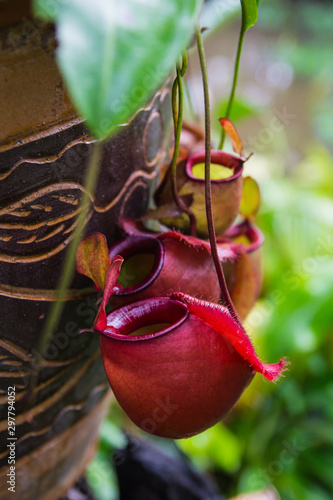 Beautiful Nepenthes tree in garden photo