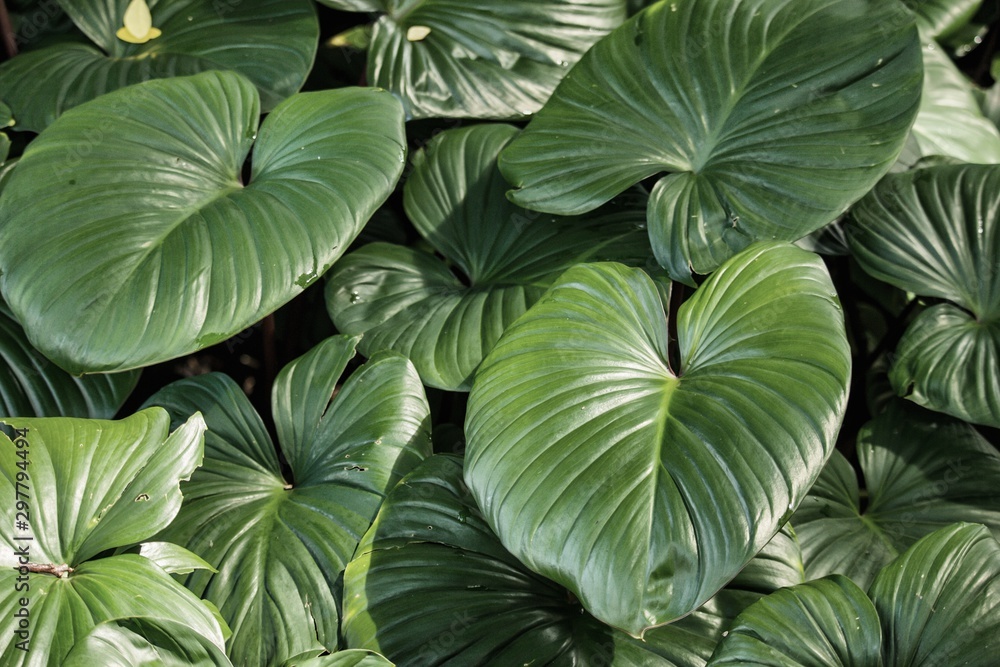 Tropical of green leaves pattern beautiful background