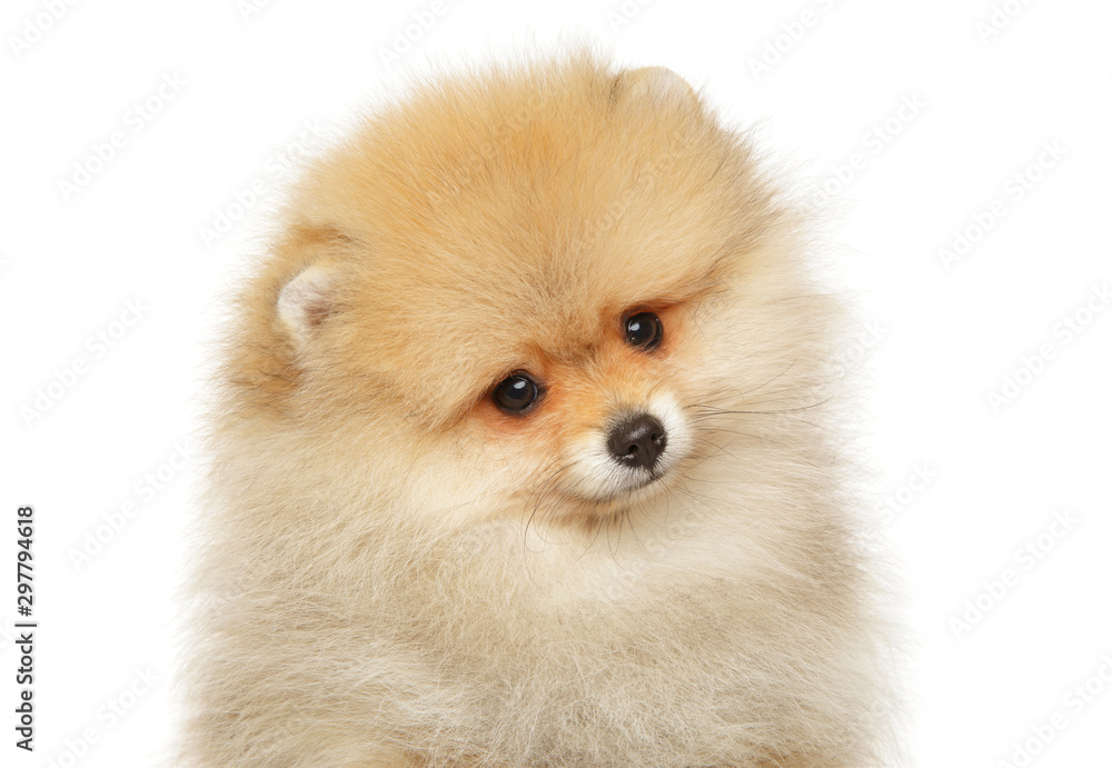 Pomeranian spitz puppy looking at the camera
