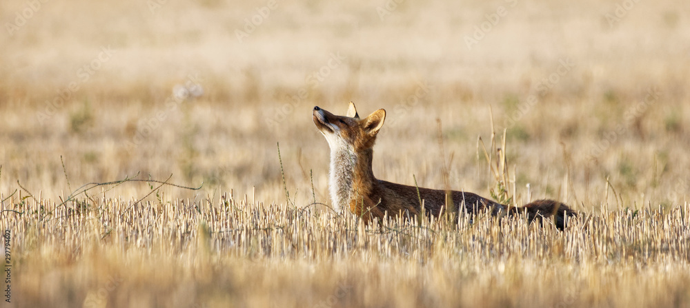 renard roux