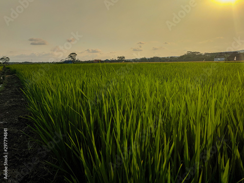 sunset over wheat field
