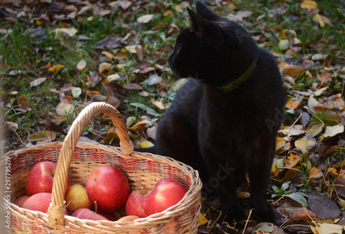 Wallpaper Mural Black cat sits near a basket with apples. Torontodigital.ca