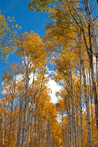 Autumn aspen trees along Battle Pass Scenic Byway in Wyoming © Tsado