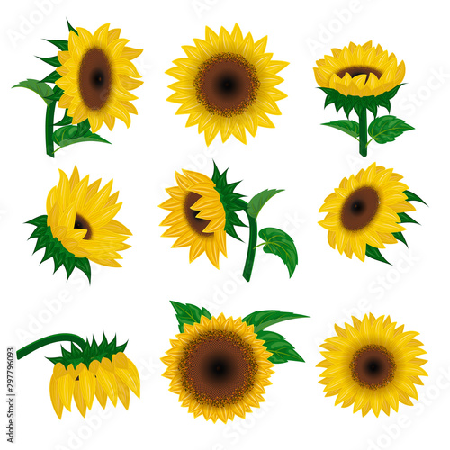 Sunflower vector yellow summer flower nature, flower and floral blossom plant...