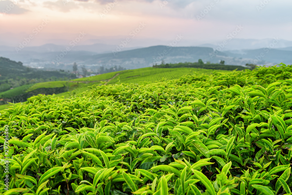 Fototapeta premium Young green tea leaves at tea plantation at sunset