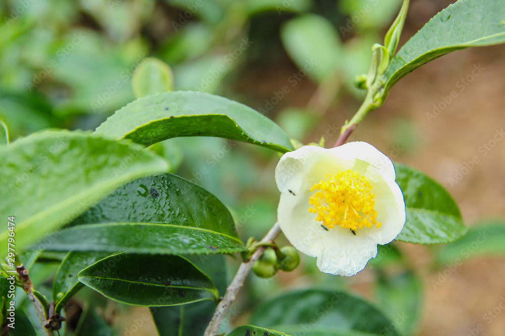 Obraz premium Tea flower Yellow and white blooming beautiful there is a small black ants in the petals