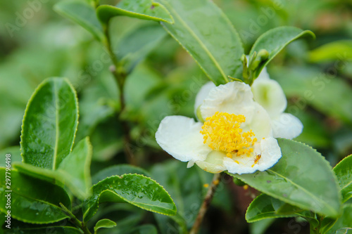 Tea flower Yellow and white blooming beautiful there is a small black ants in the petals photo