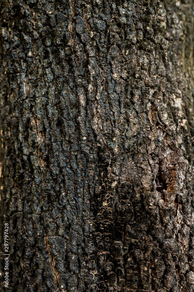 Embossed texture of the bark. Panoramic photo texture. Embossed texture of the bark. Panoramic photo texture.