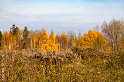 Autumn colours in forest in Latvia, Latgale