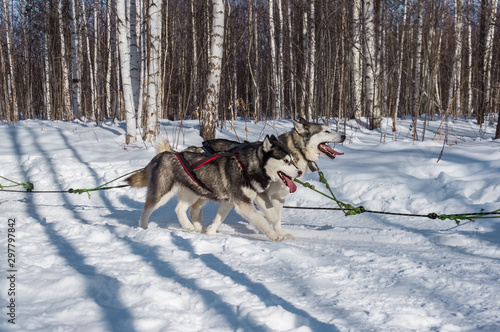 Northern sled dogs husky