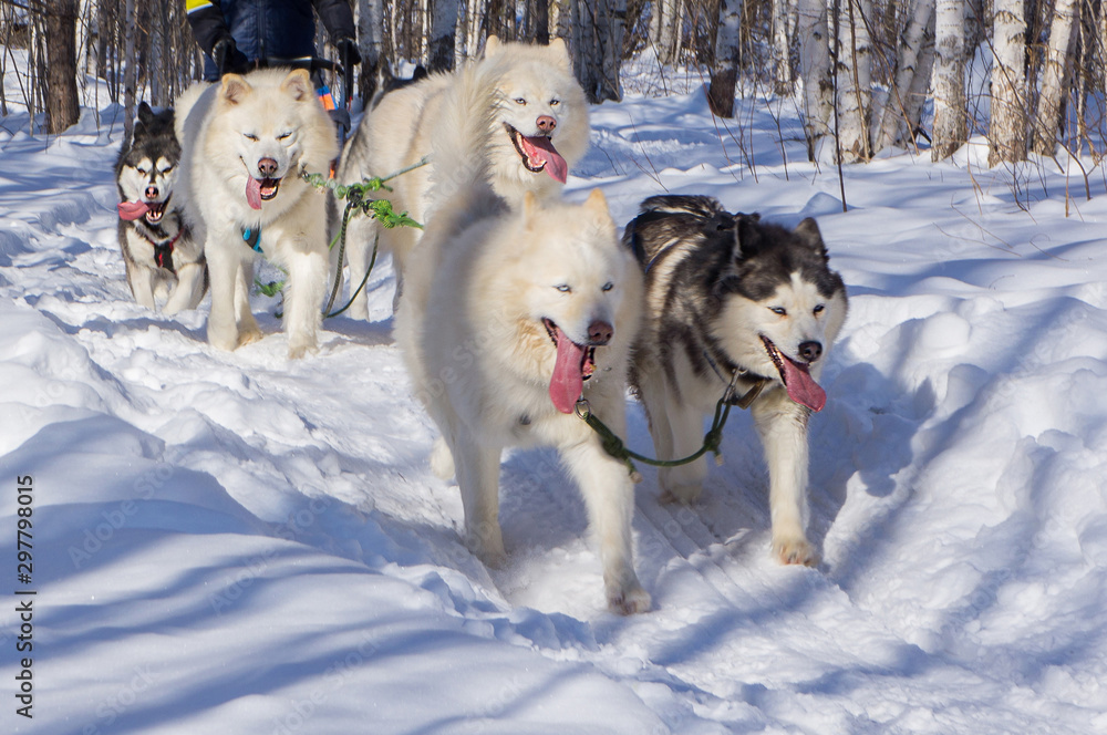 Northern sled dogs husky and malamutes Northern sled dogs husky and malamutes