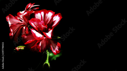 czerwony kwiat na czarnym tle