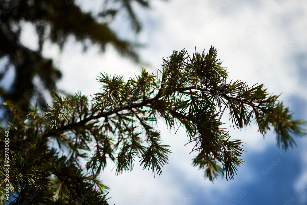 tree and blue sky