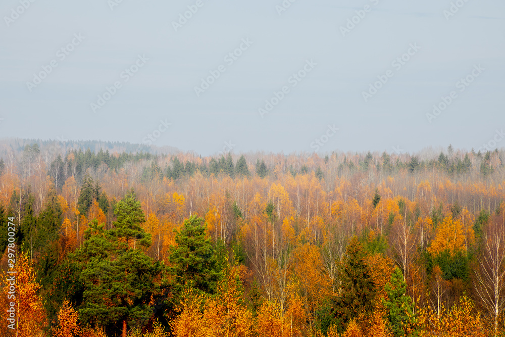 Autumn colours in forest in Latvia, Latgale Autumn colours in forest in Latvia, Latgale