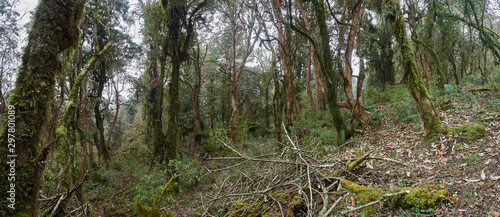 Mystical and mossy rain forest