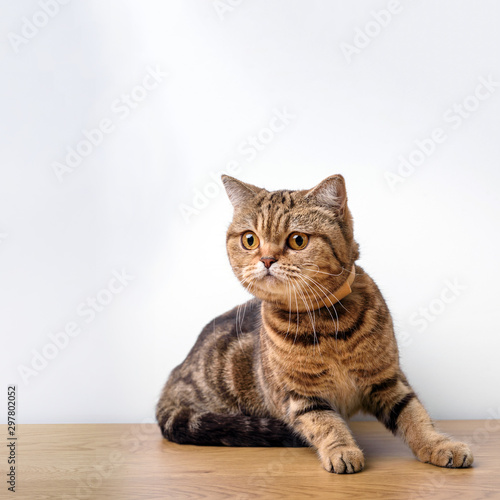 Bengal cat with space for advertizing and text