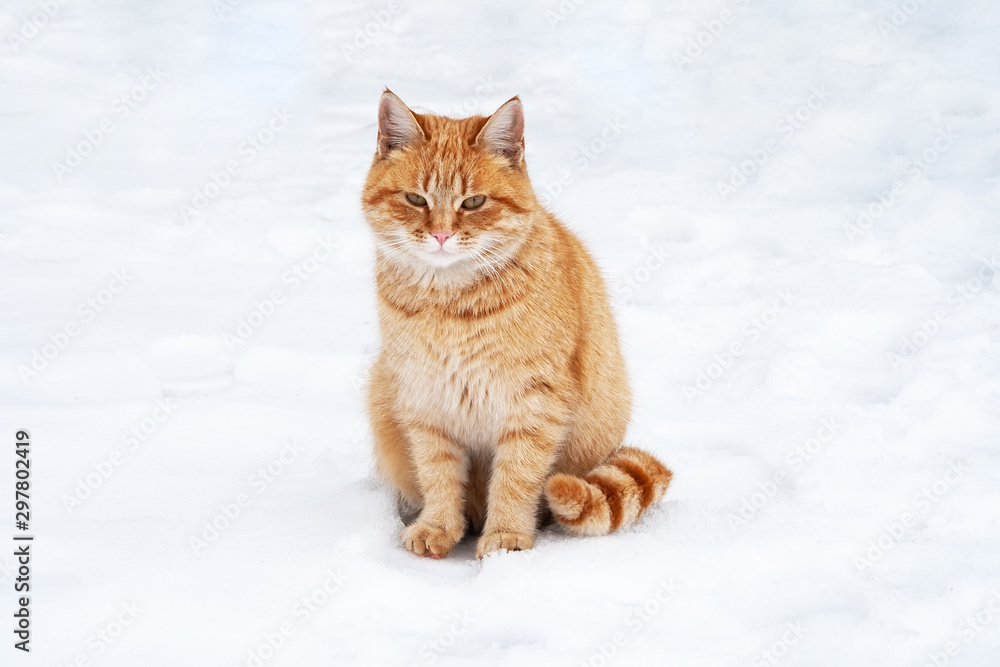 Ginger tabby cat sitting on the snow