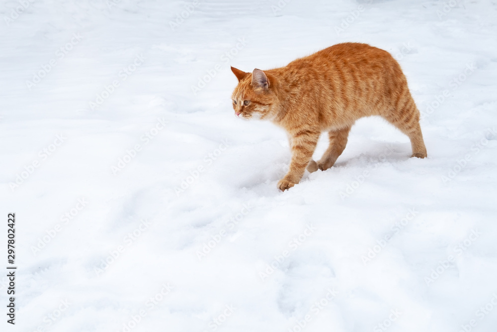 Ginger tabby cat walking on the snow