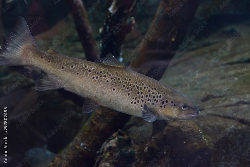 Scyliorhinus canicula Cantabrian sea. The red-tailed, painted or painted Cantabria is a species of carcarriniform elasmobranch of the Scyliorhinidae family. Scyliorhinus canicula Cantabrian sea. The red-tailed, painted or painted Cantabria is a species of carcarriniform elasmobranch of the Scyliorhinidae family.