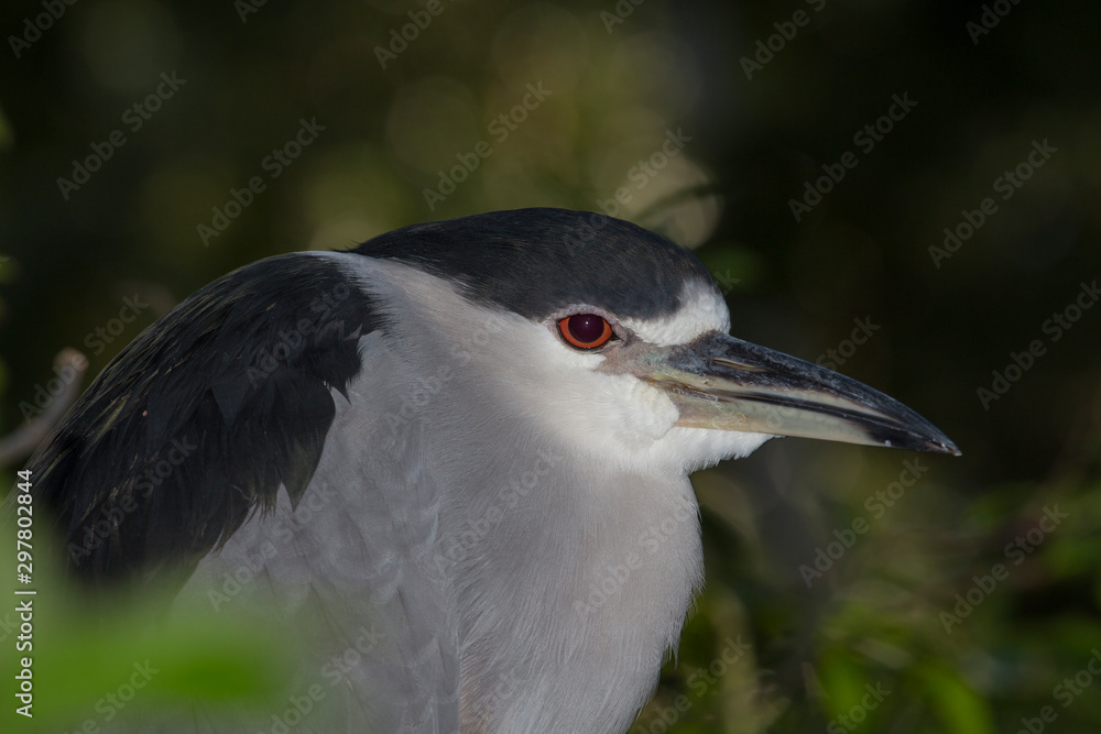 Black-crowned night heron (Nycticorax nycticorax) portrait.