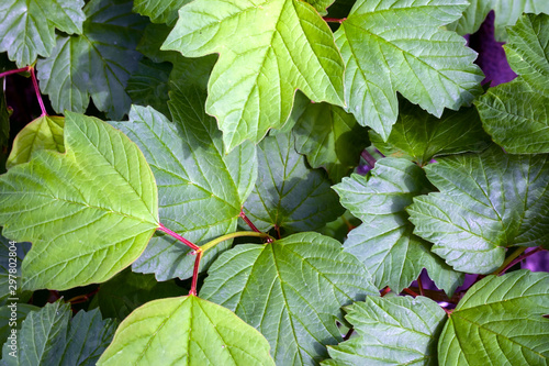Background of dark green leaves of viburnum opulus on a sunny day photo