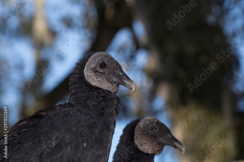 Portrait of a black vulture, Coragyps atratus photo