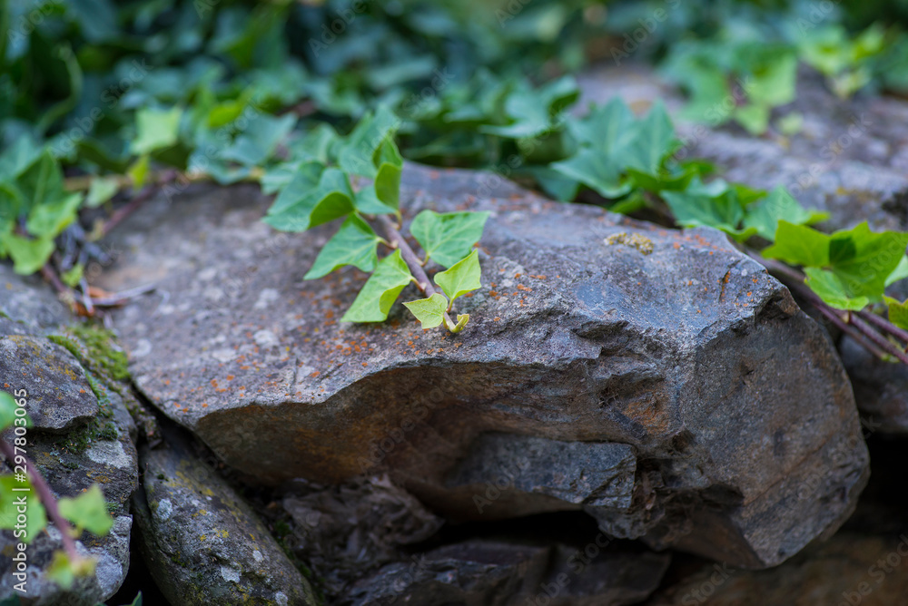 Hedera or ivy climbing on stone wall Hedera or ivy climbing on stone wall