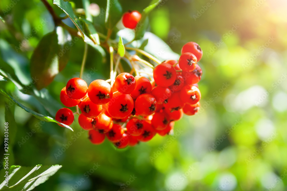 A closeup view of the bright orange ashberries with a sunlight streaming on them through the rowan leaves. Selective focus. Blurred green background