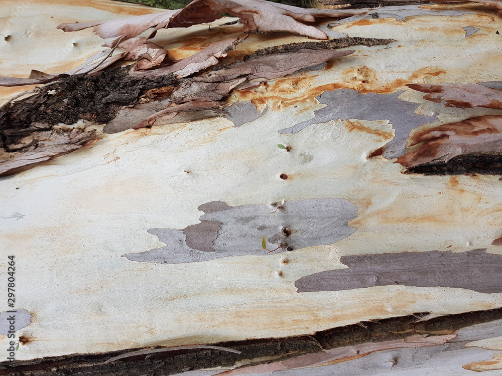 Corteccia di eucalipto Corteccia di eucalipto