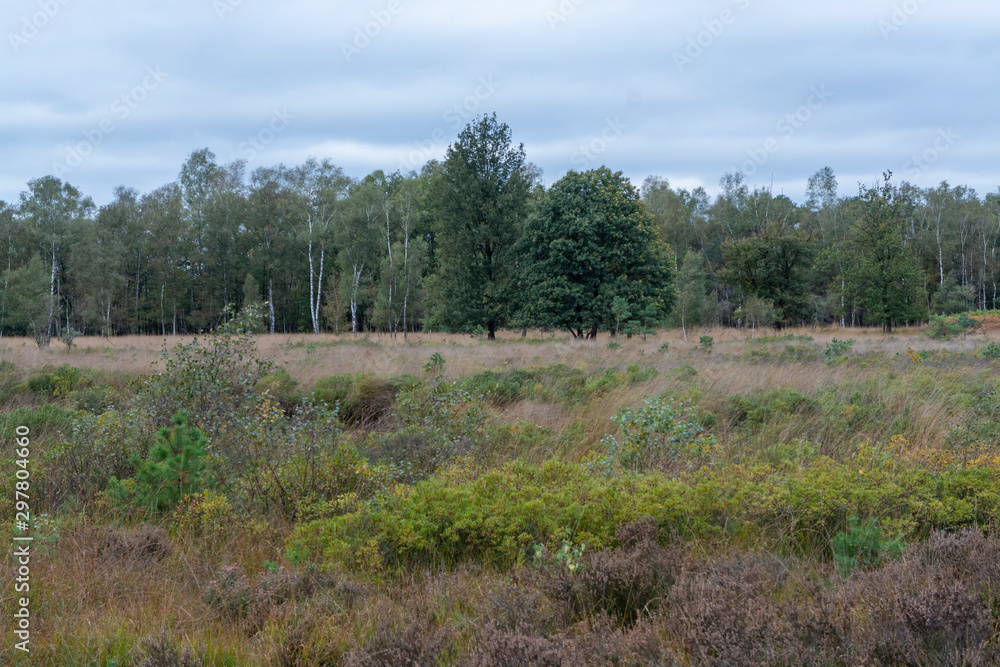 Landscape with Kempen forests in North Brabant, Netherlands in autumn Landscape with Kempen forests in North Brabant, Netherlands in autumn