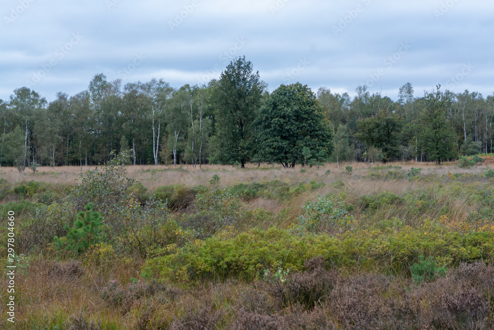 Landscape with Kempen forests in North Brabant, Netherlands in autumn