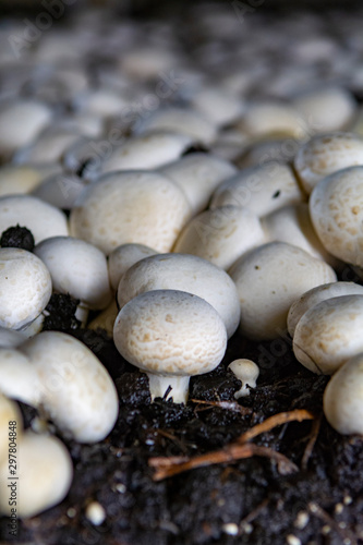 White champignon mushrooms growing in dark grotten on champignons farm